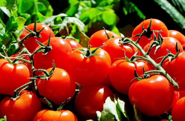 Grossiste en tomate toute l'année Marseille