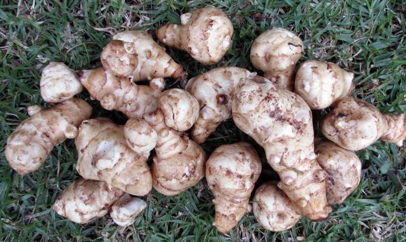 Grossiste en légumes anciens comme le panais et le topinambour pour professionnels à Marseille